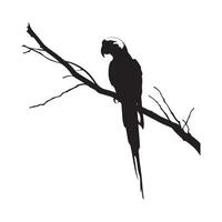 Parrot silhouette on white background isolated on white background vector