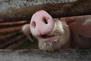 A pig with a dirty nose is looking at the camera photo