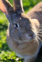 A rabbit is standing in a grassy field photo