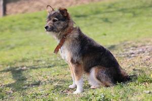 A dog is sitting on the grass with a brown collar around its neck photo