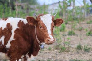 A cow with white spots on its face is standing in a field photo