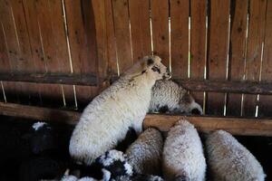 A group of sheep are huddled together in a pen photo