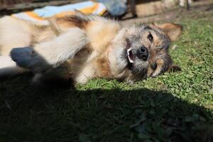 A dog is laying on the grass and smiling photo