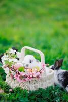 A basket of Easter eggs is placed on the grass photo