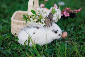A baby rabbit is sitting in a basket of flowers photo