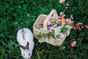 A white rabbit is standing next to a basket of Easter eggs photo