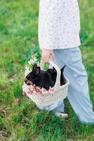 A girl is holding a basket with a rabbit in it photo