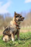 A dog is sitting on the grass and looking at the camera photo