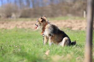 A dog is sitting in the grass with a chain around its neck photo