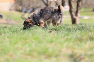 A dog is sniffing the grass in a park photo