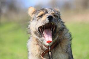 A dog with a brown and black coat is panting and has its tongue out photo