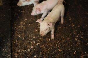 Three white pigs are standing in a dirt pen photo