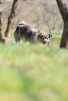 A dog is standing in a grassy field, looking at the camera photo