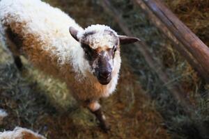 A baby sheep is standing in a hay-covered pen photo