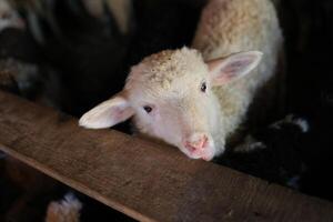 A baby lamb is looking at the camera photo
