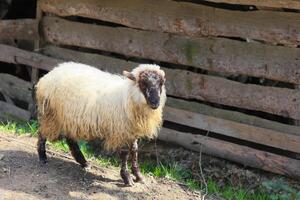 A sheep is standing in a field next to a wooden fence photo