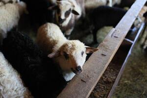 A group of sheep are in a pen, with one of them looking at the camera photo