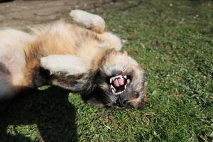 A dog is rolling on the grass and has its mouth open photo