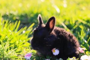 A black rabbit is sitting on a patch of grass with daisies photo