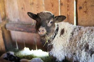 A baby sheep is eating grass in a pen photo