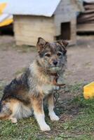 Dog is sitting in yard with can around its neck photo