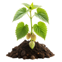 A plant with green leaves and white flowers is growing in the dirt png