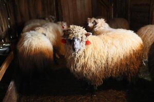 A group of sheep are standing in a barn photo