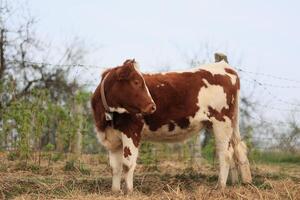 A cow is standing in a field with a fence behind it photo