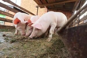 Three pigs are eating in a pen photo