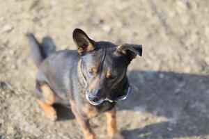 A small dog is sitting on the ground with its head tilted to the side photo