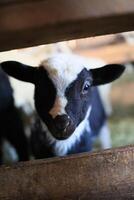 un bebé cabra con negro y blanco lugares es mirando a el cámara foto