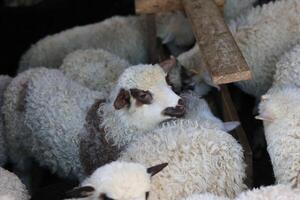 A group of sheep with one of them looking at the camera photo