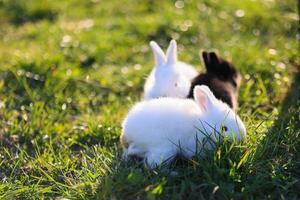 Three baby rabbits are laying in the grass photo