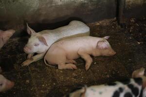 Two piglets are laying down in a pen with other pigs photo