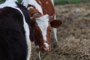 A cow with a white spot on its face is looking at the camera photo