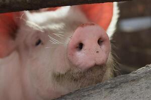 A pig with a pink nose is looking at the camera photo