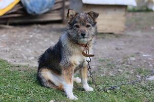 A dog is chained to a post in a grassy area photo