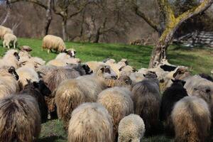 A herd of sheep are grazing in a field photo