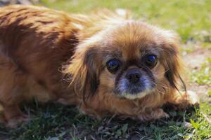 A small brown dog with a black nose and black eyes photo