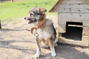 A dog is chained to a wooden structure photo