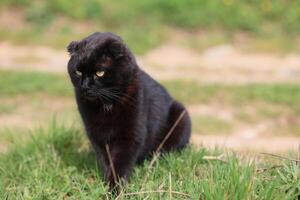 A black cat with a scruffy appearance is sitting on the grass photo