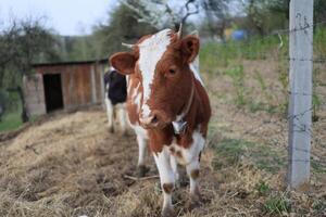 A brown and white cow is standing in a field photo
