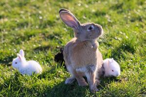 A brown rabbit is standing in a field with two white rabbits photo