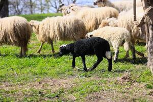 A black sheep is walking through a field with other sheep photo