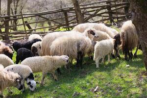 A herd of sheep are grazing in a field photo