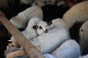 A group of sheep are huddled together in a pen photo