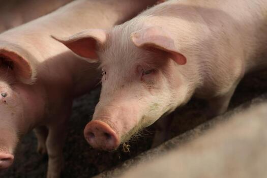 A pig is looking at the camera with its mouth open photo