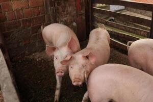 Three pigs are standing in a pen, one of which is looking at the camera photo