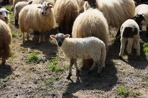A group of sheep are grazing in a field photo