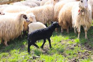 A black sheep is walking through a field with a group of white sheep photo